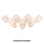 Educational Coyote Skull - Image 8