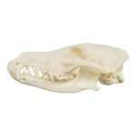 Educational Coyote Skull - Image 4