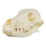 Educational Coyote Skull