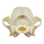 Educational Coyote Skull - Image 5