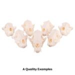 Educational Coyote Skull - Image 7