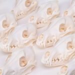 Educational Coyote Skull - Image 6