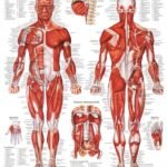 Muscular System Chart