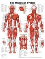 Muscular System Chart