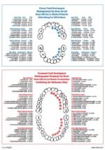 Roylco X-Ray Set - Image 3
